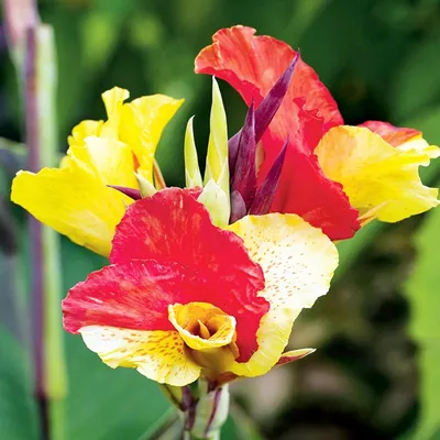 Produktbild von Canna Blüten Knolle Töpfe Garten Kanna Cleopatra 1 St.