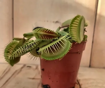 Productafbeelding van 5 stuks! Vleesetende plant Mascotte Venusvliegenvanger Dionaea mini Warentuin Natuurlijk
