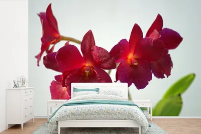 Produktbild von MuchoWow® Fototapete für Wohnzimmer oder Schlafzimmer Wandtapete Vinyl Motivtapete Rote Orchideen vor weißem Hintergrund - 450x300 cm - Gemusterte