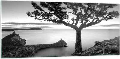 Produktbild von Bilder auf glas - Einteilig - Baum Schwarzweiß Ansicht - 120x50cm - Glasbilder - Wandbilder - Bilder - zum Aufhängen bereit - Wanddekoration aus Glas - Glas Bilder - Wandbild auf Glas - GAB120x50-4297
