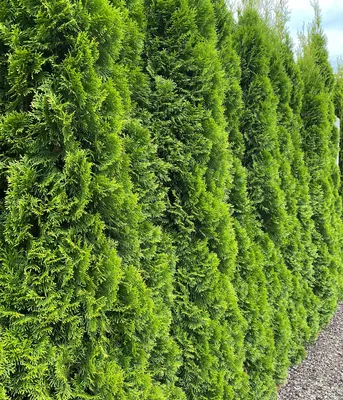 Produktbild von Dehner Thuja Lebensbaum Smaragd, für 5 Meter Hecke, 100-125 cm, 15 x 7.5 l Topf, Heckenpflanze