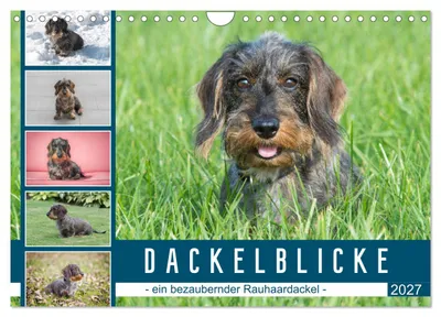 Produktbild von Dackelblicke - ein bezaubernder Rauhaardackel (Wandkalender 2027 DIN A4 quer), CALVENDO Monatskalender