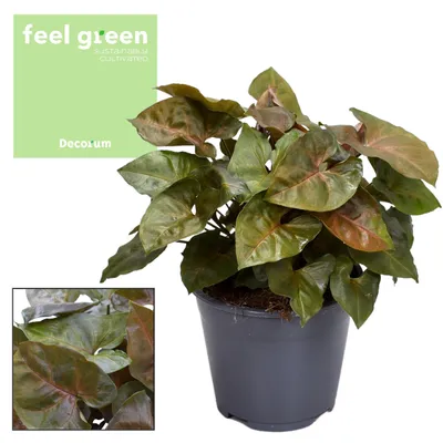 Produktbild von Syngonium Maria Feel Green - 25cm - Ø14cm - Zimmerpflanze - Immergrün