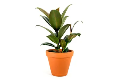 Obrázok produktu pre Gardners Ficus elastica Robusta, priemer 12 cm
