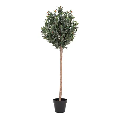 Produktbild von Olivenbaum
