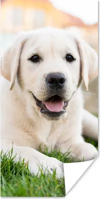 Produktbild von MuchoWow® Poster Weißer Labrador Retriever im Gras liegend 40x80 cm - Dekoration