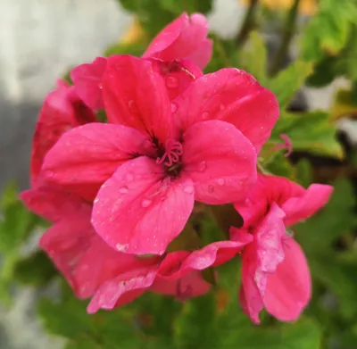 Image de Pelargonium 'Clorinda' / Géranium au parfum de Cèdre