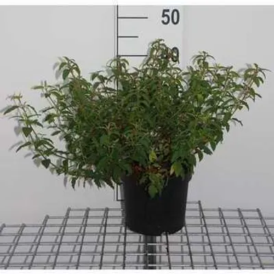 Image de Cistus corbariensis ( hybridus) - Ciste en pot 20- 25 cm