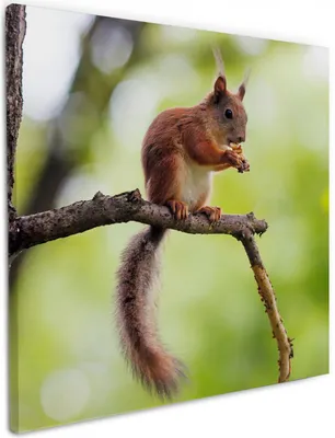 Produktbild von Wallario Premium Leinwandbild Eichhörnchen auf einem Ast in Größe 50 x 50 cm