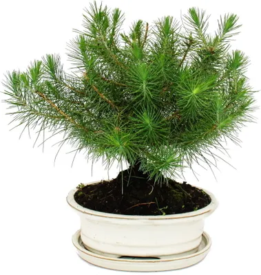 Image de Bonsai - Pinus halepensis - Pin d'Alep - environ 9 ans