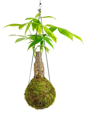 Obrázok produktu pre Gardners Kokedama Pachira kmen (L)