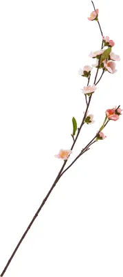 Produktbild von Kirschblüten-Zweig "Peach"