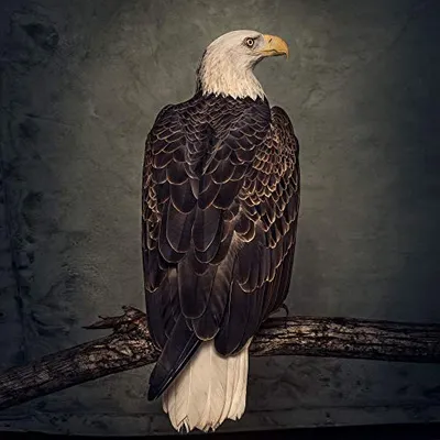 Produktbild von Book Of Bad Decisions (Digipak)
