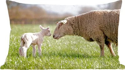 Produktbild von MuchoWow® Zierkissen Sofakissen Wohnzimmer Dekokissen 50x30 cm Schafe - Gras - Lamm - Wohnzimmerdekoration - Polster mit Photo