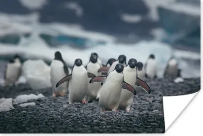 Produktbild von MuchoWow® Poster Adeliepinguine am Strand 180x120 cm - Fotoplakat