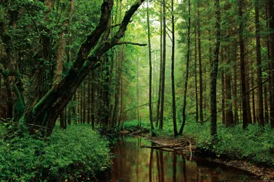 Produktbild von Wälder Kunstdruck Bild - Ein Ruhiger Fluss Fließt Durch Den Wald (80 x 120 cm)