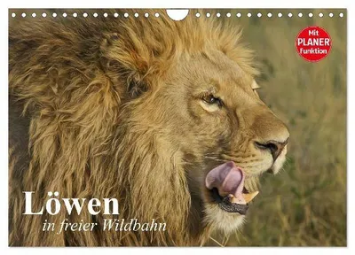 Produktbild von Löwen in freier Wildbahn (Wandkalender 2027 DIN A4 quer), CALVENDO Monatskalender