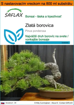 Obrázok produktu pre SAFLAX Garden in the bag - zlatá borovica - Pinus ponderosa - 20 Semená - S pestovateľským substrátom v praktickom samostaviteľnom vrecku