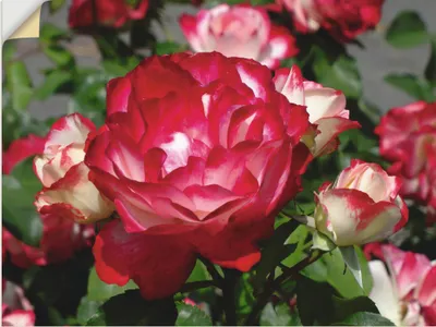 Produktbild von ARTland Wandbild, selbstklebend Rot weiße Rosenblüte Größe: 120x90 cm