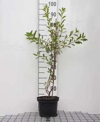 Immagine prodotto di Exochorda racemosa 'Niagara'® - Prunkspiere Niagara 25- 30 cm Container