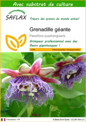 Image de SAFLAX  - Grenadille géante - 12 graines - Avec substrat - Passiflora