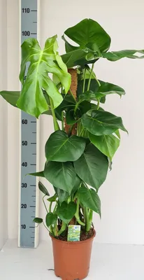 Productafbeelding van Monstera Mosstok - 70-80cm - Ø19cm - Kamerplant - Groenblijvend