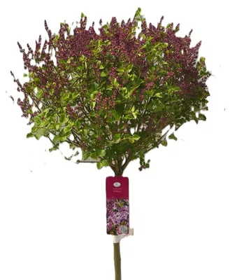 A potted lilac tree with purple flowers and green leaves, displayed against a white background. A product tag is attached to the stem.