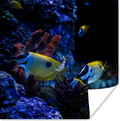 Produktbild von MuchoWow® Poster Aquarienfische in einem Aquarium in Singapur. 50x50 cm - Wohnzimmerdekoration