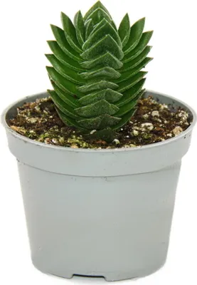 Image de Succulente - Crassula Buddha's Temple - mini feuilles épaisses - pot de 6cm