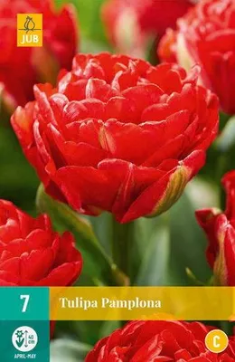 Productafbeelding van Tulipa pamplona JUB, 7 bollen