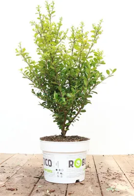 Produktbild von Ilex 'Robustico', Stechpalme, immergrün, 25–30 cm
