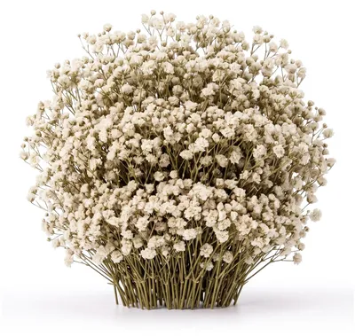 100 getrocknete weiße Schleierkrautblüten, grüne Stiele, 16 cm