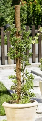 Image de 24x tuteur bois coco tuteur tuteurs plantes grimpantes vrilles aide jardin