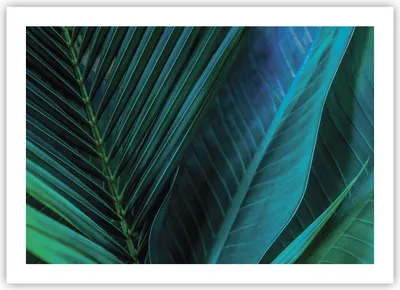 Produktbild von Poster - Poster ohne Rahmen - Blatt Tropen Grün - 70x50 cm - Wand Bild - Wanddeko - Wandbilder - Kunstposter - Wandposter - Bilder - Kunstdruck - Wanddekoration - Wandbild - P2XAA70x50-5071