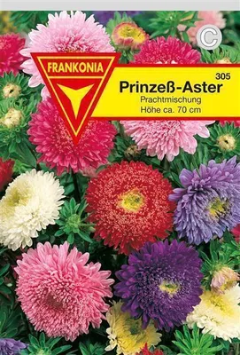 Produktbild von Astern Prinzeß