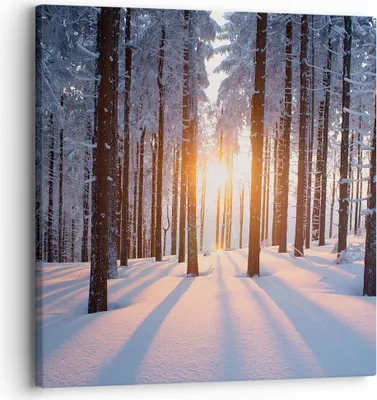 Produktbild von Bild auf Leinwand - Leinwandbild - Wald Winter Schnee - 30x30cm - Wand Bild - Wanddeko - Wandbilder - Leinwanddruck - Bilder - Kunstdruck - Wanddekoration - Leinwand bilder - Wandkunst - AC30x30-3629