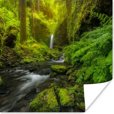 Produktbild von MuchoWow® Poster Schönes Bild vom Dschungel 100x100 cm - Babyzimmer