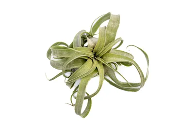 Obrázek produktu pro Gardners Tillandsia Strepthophylla