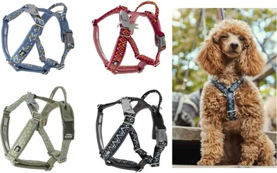A collage of dog harnesses and a poodle wearing one.