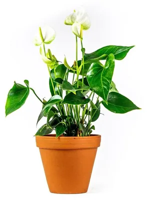 Obrázok produktu pre Gardners Anthurium andraeanum biely, priemer 12 cm