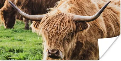 Produktbild von MuchoWow® Poster Kuh - Highlander - Tiere 40x20 cm - Poster für die Wand - Poster Schlafzimmer