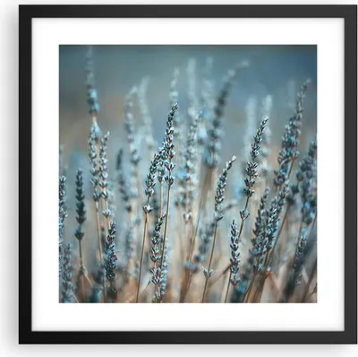 Produktbild von Gerahmtes Poster - Schwarzer Rahmen - Lavendel Klinge Blume - 40x40 cm - Wand Bild - Wanddeko - Wandbilder - Kunstposter - Wandposter - Bilderrahmen - Bilder - Kunstdruck - P2BAC40x40-4986