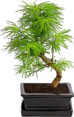 Produktbild von Dehner Goldlärche im Keramiktopf, lange weiche Nadeln, ca. 30-40 cm, Ø Topf 15 cm, Outdoor-Bonsai