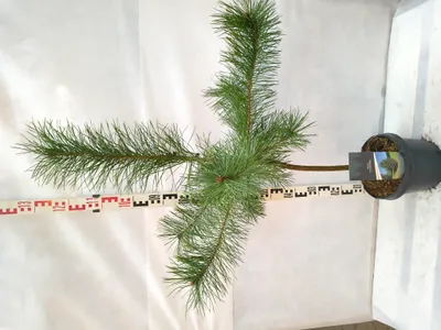 Produktbild von Pinus sylvestris 110–140 cm Waldkiefer Gemeine Kiefer immergrün winterhart