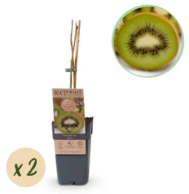 Zdjęcie produktu dla Actinidia deliciosa „Jenny” – kiwi zielone – doniczka 15 cm – ok. 50 cm – zestaw 2 roślin