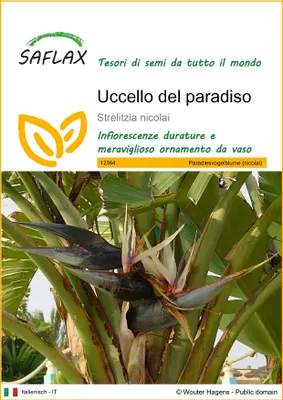 Immagine prodotto di SAFLAX  - Uccello del paradiso - 5 semi - Strelitzia