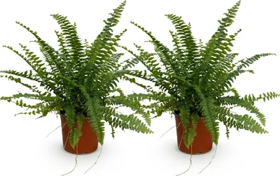 Image de Nephrolepis exaltata Green Lady, lot de 2 plantes, Ø12cm, hauteur 28-30cm