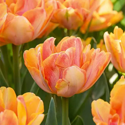 Zdjęcie produktu dla Bloomique - Mix 20 - Tulipa Double Peach - Cebule tulipanów - Pełne kwiaty - Cebule kwiatowe - Kwitnące wiosną - Byliny - Dorasta do 30-35 cm