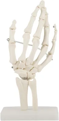 Produktbild von Lebensgroßes Hand-Skelettmodell – Medizinische Skelettmodelle – Anatomisches Modell – Lehrmittel – PVC-Kunststoff – Robuste Basis – Anatomisches Handmodell