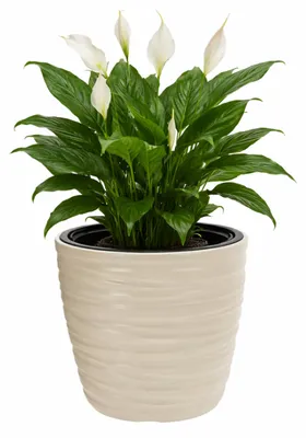 Obrázok produktu pre ProGarden KO-Y89300700 plastový 375 x 279 cm šedá